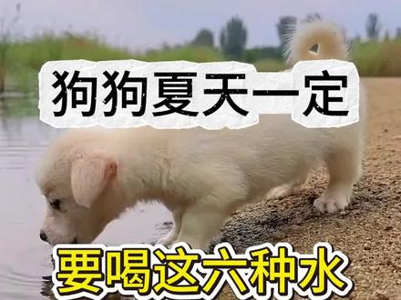 狗狗夏天一定要喝这六种水#狗狗#萌宠#养狗指南#宠物科普