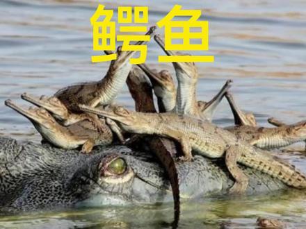 【鳄鱼】水中的霸主 #鳄鱼 #动物科普