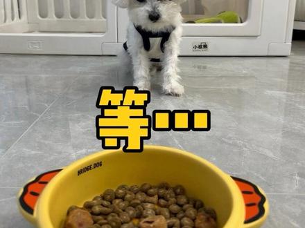3步教会小狗喂食等待❗️吃饭规矩从小教你家的小狗是不是吃饭像打仗。碗一落地,整个头扎进去暴风吸入,小狗吃的太着急可不好,容易消化不良还会导致小狗护食!
教会小狗等食非常简单只需要3步,核心就是: 等 → 坐好 → 稳住。每天一两分钟,训练两三天小狗就能学会啦~#狗狗喂食等待 #狗狗吃饭口令 #新手养狗 #幼犬训练 #狗狗吃饭快