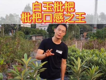白玉枇杷两年苗 #果树苗 #家庭种植