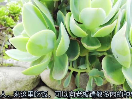 台州黄岩宁溪白鹭湾村,进去才知道还有这么美的风景,看版画赏鹭 #周边游 #传统村落 #旅行推荐官 #原创视频