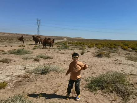 骆驼:我这是招谁惹谁了碰到这么个熊孩子#骆驼🐫 #戈壁滩 #亲子时光 #爸爸带娃 #旅行 #野生动物零距离 @DOU+小助手 @抖音小助手