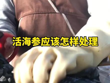 活海参处理过程#青岛海参#青岛李沧区海参 #青岛海参婆海参