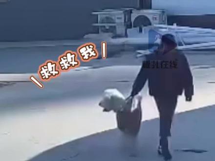 保定一男子称巨型贵宾犬被陌生人拽走 11月19日,河北保定。一狗主人发视频称,自家的巨型贵宾犬在家门口被一陌生男子强行拖拽带走,监控画面中,狗狗被拖行时不断回头望向家门。主人孙先生表示,这只狗养了两年,性格非常温顺,价值万元,已报警处理。(搜狐千里眼)#保定一男子称巨型贵宾犬被陌生人拽走