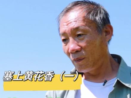 塞上黄花香(一) 黄花菜咋种?