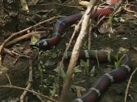 珊瑚蛇的交配时间居然长达半个小时,最后结果出人意料 #爬行动物 #蛇🐍 #奇妙的动物