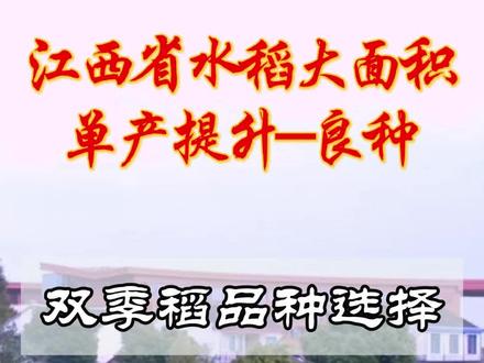 水稻品种的选择#水稻#双季稻 #品种#品种选择#大面积单产提升