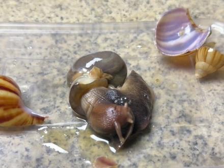 蜗牛没有壳的样子? #非洲大蜗牛 #入侵物种