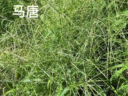 身边的草药(703),马唐