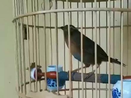 专治画眉鸟仰头