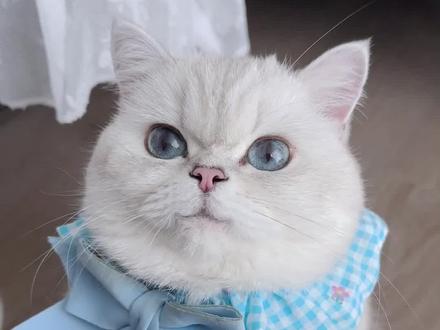 谁懂啊,我家猫居然画出了疯狂的鸽子! #萌宠出道计划 #猫咪画画 #记录猫咪日常 #猫咪的迷惑行为#疯狂的鸽子