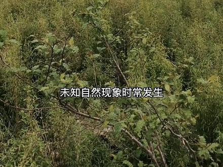 神农架为何成为禁区,深处有着怎样的秘密#旅行#风景