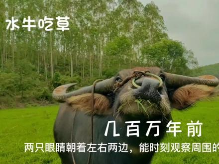 水牛为什么把草吐出来再吃呢?#水牛 #农村#吃草 #来抖音学农技