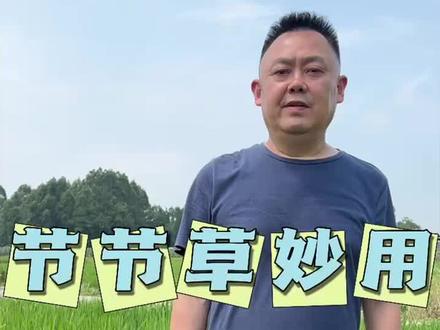 节节草的作用#植物科普