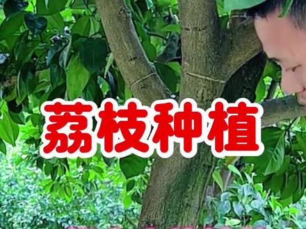 一根小小的铁丝,竟然这么大的作用#荔枝 #荔枝种植#荔枝管理#荔枝保果