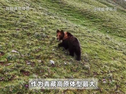 敬畏自然的前提,是先护好普通人的平安 #藏马熊 #危险 #保护自己
