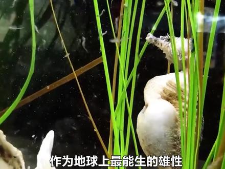 一斤1万块的海马干,为何依旧养殖人很少?野生和养殖有何区别? #海马 #海马养殖 #海洋生物 #水族 #海水鱼