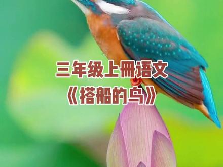 《搭船的鸟》#三年级上册语文 #课文视频 #课文朗读#家长收藏孩子受益