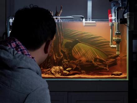 沉木的优缺点全面解析 #养鱼日记 #新手养鱼 #沉木造景