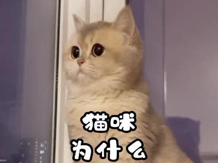猫咪为什么喜欢钻箱子,猫咪对箱子都情有独钟,你家猫咪爱钻箱子吗#养猫的乐趣 #猫咪爱箱子 #猫咪的日常 #猫咪