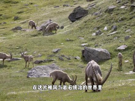羱羊:两百米绝壁,只为活下去的一粒盐 #青年创作者成长计划 #羱羊 #动物独白 #动物世界 #生命