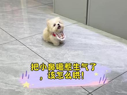 把小鼻噶惹生气啦,怎么办,我该怎么哄! #马尔泰#不养狗不知道养狗的乐趣 #萌宠出道计划