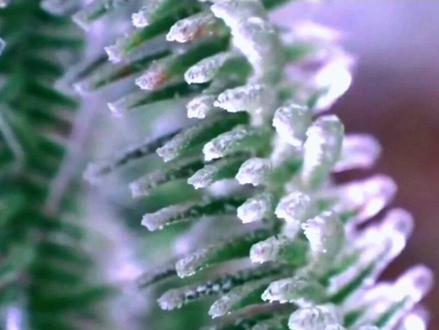 《鲁冰花》背后的故事。快过年了,你想母亲了吗?那就回家吧!#一首歌一个故事 #手机摄影 #热门音乐🔥 #经典老歌 #愿天下父母健康长寿