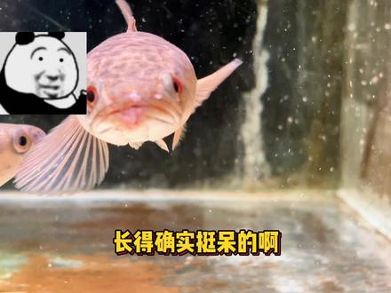 终于知道线鳢为啥叫小呆呆了 #养鱼日记 #猛鱼 #雷龙鱼 #大铅笔鱼