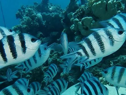 孟加拉豆娘鱼,又称孟加拉雀鲷,为辐鳍鱼纲 鲈形目隆头鱼亚目雀鲷科的其中一种。该物种的模式产地在孟加拉。 孟加拉豆娘鱼体呈灰色或褐色,体呈卵圆形而侧扁。吻短而略尖。眼中大,上侧位。口小,上颌骨末端不及眼前缘。齿单列,齿端具缺刻。体侧有6~7条黑色横带,其中第一条位于鳃盖后缘上方,较不明显,第二条起于背鳍起点,第六条在背鳍末端。
霞蝶鱼,又称印度银斑蝶鱼,为辐鳍鱼纲鱸形目蝴蝶鱼科的其中一种。本鱼体呈方形而侧扁,吻短而略尖。眼中大,上侧位。口小,上颌骨末端不及眼前缘。齿单列,齿端具缺刻。体侧有6~7条黑色横带,其中第一条位于鳃盖后缘上方,较不明显,第二条起于背鳍起点,第六条在背鳍末端 。#海洋生物 #海底世界 #旅行