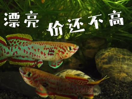 价格不高却很漂亮,养一对你周围都是羡慕的眼光 #水族 #观赏鱼 #鱼