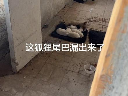 狐狸 这狐狸我真不想收留它了担心把我狗崽子吃了#海龙家的白狐 #海龙家的九尾狐