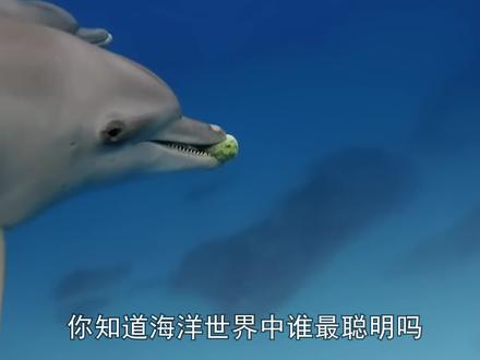 海洋生物最聪明的是谁?它七窍玲珑心护体,手持棍棒叉对手