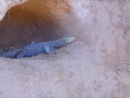 科莫多龙巨蜥对战鳄鱼,一个预料之外的结局,到底是谁胜出了?