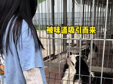 狗狗闻到老虎狮子的味道有什么反应 #萌宠大怨种 #抖in萌宠计划 #铲屎官的乐趣