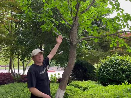 鸽子树为何如此娇弱,孑遗植物珙桐的历史人文 #植物科普 #珙桐 #珙桐花 #鸽子花
