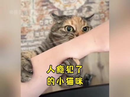 猫:人瘾犯了,快让我吸两口 #猫咪 #猫咪吸人 #猫咪征服人类