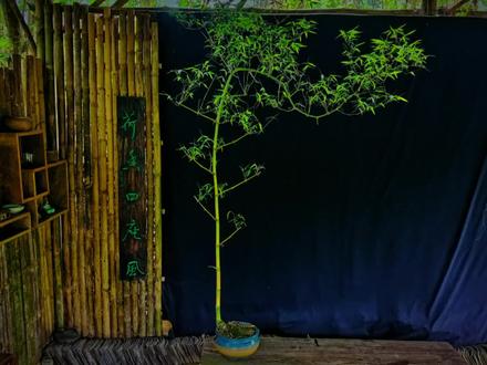 #盆景 小叶簕竹养护日常出现黄叶,用上叶面肥,七天就能让叶片转绿色#小叶簕竹 #桃金娘 #盆景养护技巧 #岗松 #园艺 #园林植保 #花园生活