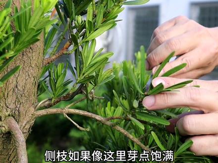 分享自己嫁接罗汉松的方法#罗汉松 #盆景 #岭南盆景 #花卉绿植 #爱生活爱养花