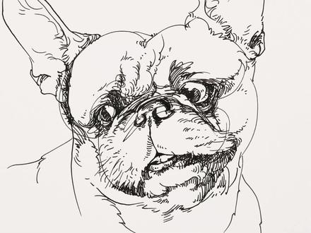 钢笔动物速写:眼神调皮的狗 #钢笔画速写 #手绘教程 #绘画教程 #速写教学 #速写 #动物速写