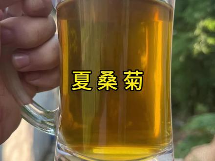 夏桑菊凉茶是这样做的#植物妙用#植物科普