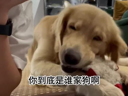 大黄:再晚捡一点我就到家了~ #狗狗 #这个世界不能没有小狗