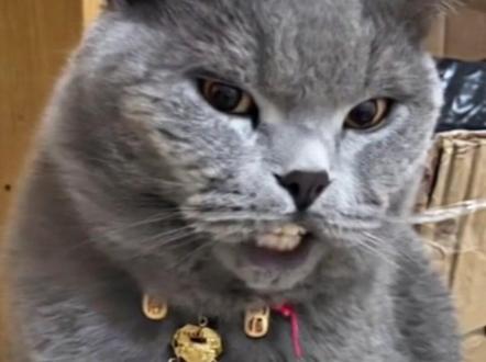 是你驾驭不了的“大叔”#蓝猫#拔罐猫#萌宠出道计划