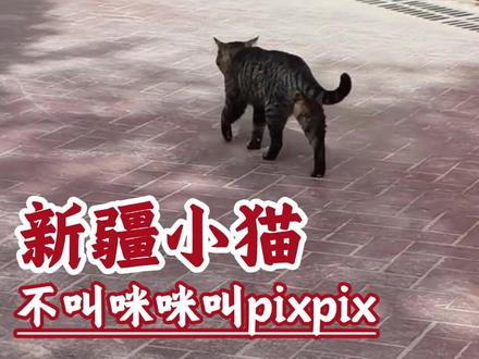来个新疆网友说说,这是真的吗? #养宠知识 #冷知识 #兽医 #科学养宠攻略 #猫咪