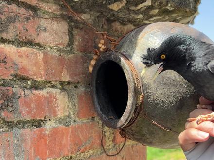 只鸟成精了,为了抢鸟窝用普通话交流,对答如流 #搞笑视频 #动物成精了会说人话 #鸟会说话了