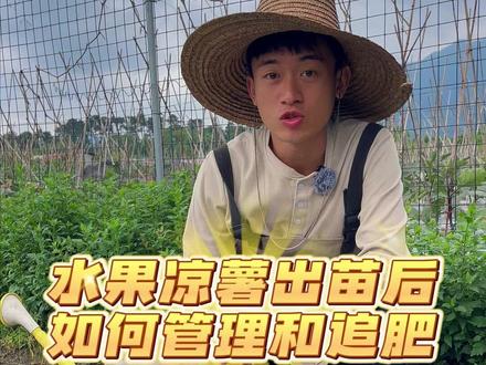 水果凉薯出苗后如何管理和追肥 #种菜 #我的小菜园 #自己种的纯天然的绿色蔬菜 #家庭种植 #蔬菜种植