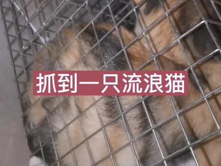 抓捕流浪猫经常用到的两个工具,一是诱捕笼 ,二是转移布袋。简短的视频希望对大家有帮助。#救助流浪猫 #流浪动物