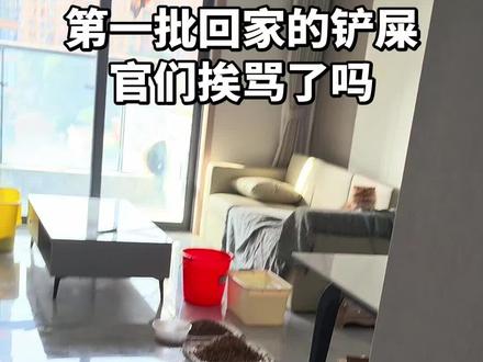 第一批回家过年的铲屎官都见到自己留守的小猫了没?#过年后回家的留守猫 #猫咪