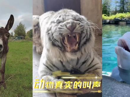 这些动物真实的叫声#白虎#八哥鸟 #驴#动物叫声#白鲸