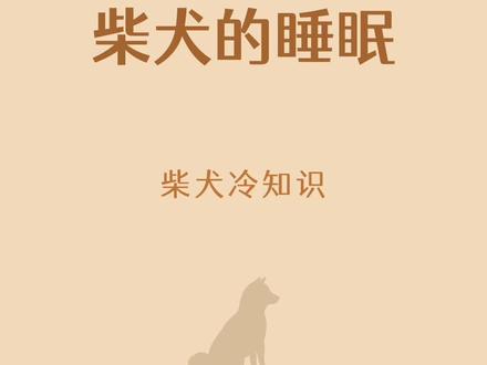 你家柴犬爱睡觉吗?#柴犬 #豆柴