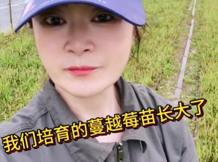 在我们中国的黑龙江最适合种植北美蔓越莓#农业种植 #蔓越莓种植#科普一下